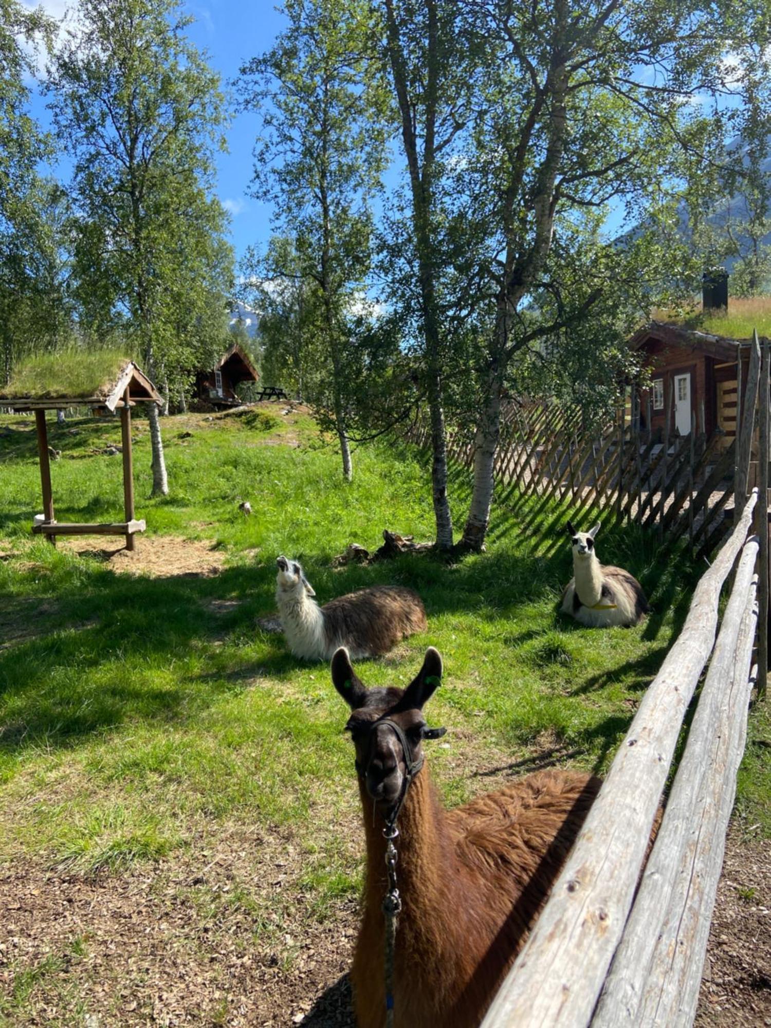Bardu Huskylodge Exterior foto